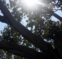 The Season Tree - Kempsey Accommodation