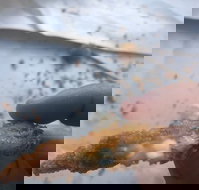 Wild Local Prawns - Kempsey Accommodation