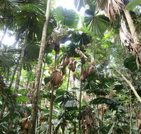 Spirits of Daintree - Kempsey Accommodation
