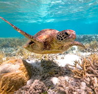 Heron Island Resort - Kempsey Accommodation