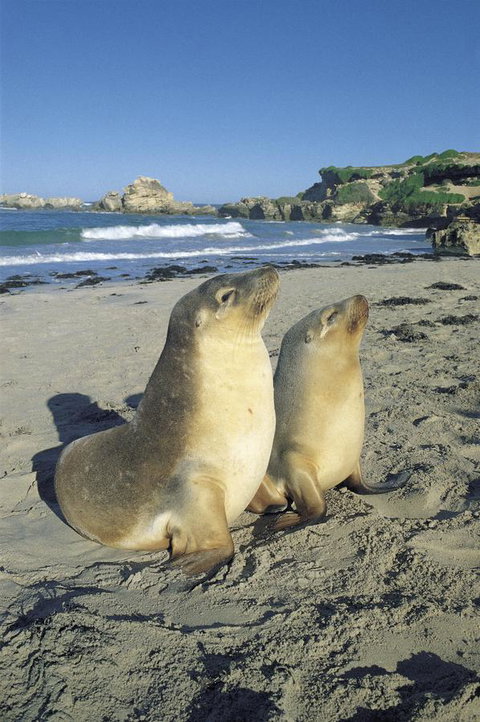 Kangaroo Island Seafront - Kempsey Accommodation 40