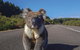 Kangaroo Island Seafront - thumb 14
