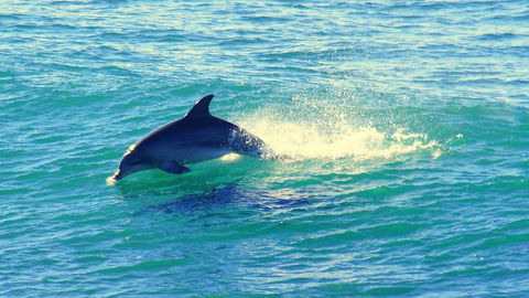 Mollymook Beach Waterfront - Kempsey Accommodation 22