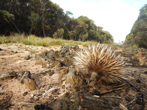 Kangaroo Island Wilderness Retreat - Kempsey Accommodation 20