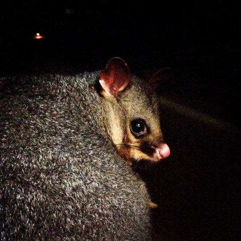 Kangaroo Island Wilderness Retreat - Kempsey Accommodation 36