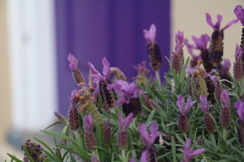 The Purple Door On Seaview - Kempsey Accommodation 0