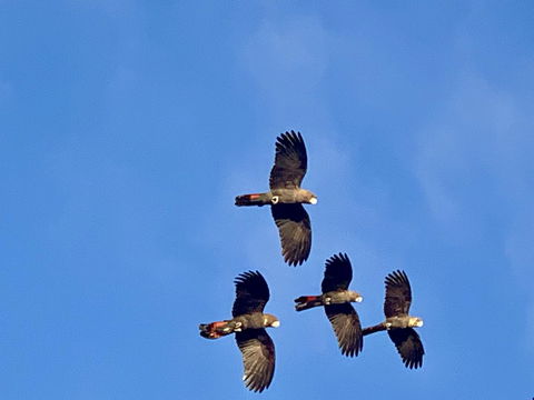 Sunrise On Falie Seaview Eco Accommodation - Kempsey Accommodation 2