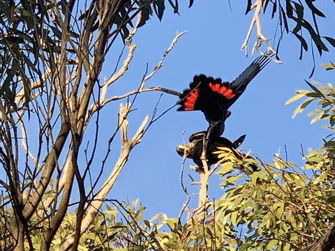 Sunrise On Falie Seaview Eco Accommodation - Kempsey Accommodation 7