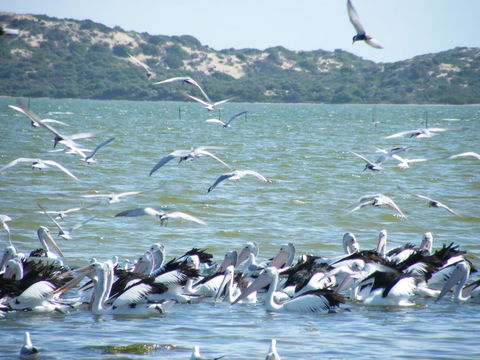 Coorong Waterfront Retreat - Kempsey Accommodation 25