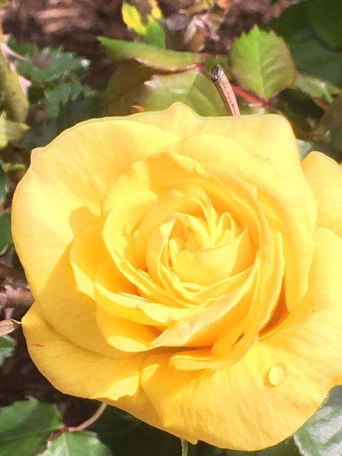 Wine And Roses Bed And Breakfast - Kempsey Accommodation 41