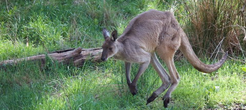 Longwood Retreat - Kempsey Accommodation 36
