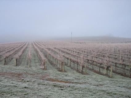Vineyard Cottage BnB - Kempsey Accommodation 12