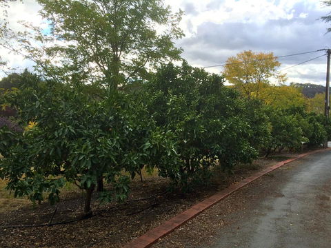 Vineyard Cottage BnB - Kempsey Accommodation 11
