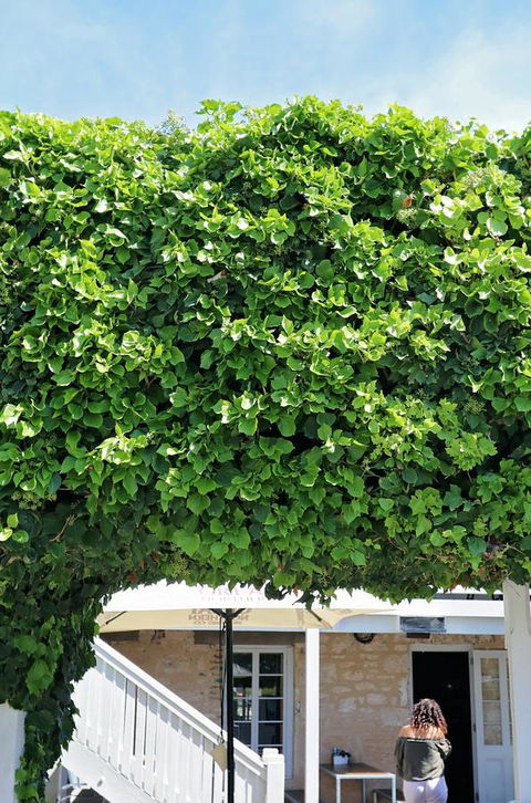 Caledonian Inn - Kempsey Accommodation 21