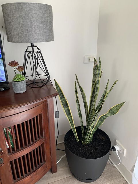 Sunshine Four - Kempsey Accommodation 2