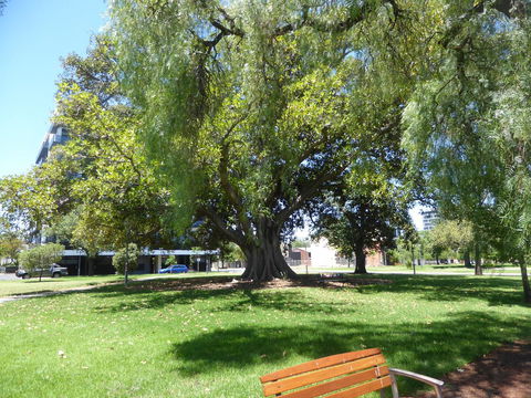 ADELAIDE CENTRAL APARTMENT - 3BR, 2BATH & CARPARK - Kempsey Accommodation 30