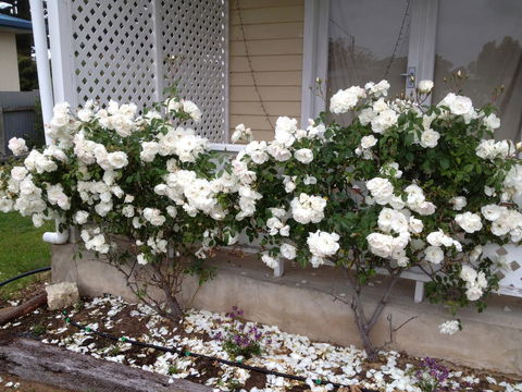 Railway Cottage In Beachport - Kempsey Accommodation 12