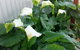 Addies Place Goolwa - thumb 11