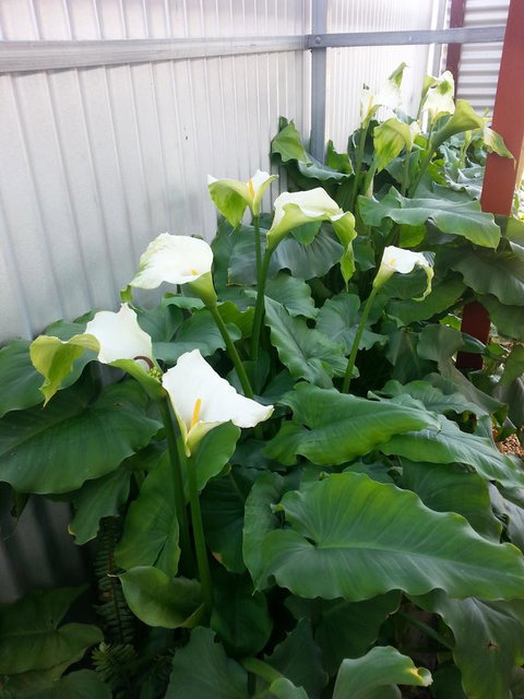 Addies Place Goolwa - Kempsey Accommodation 11