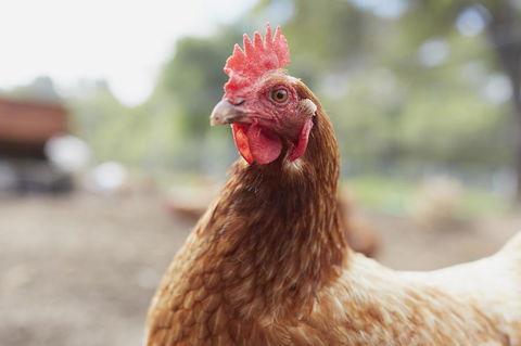 Eight Willows Retreat - Kempsey Accommodation 33