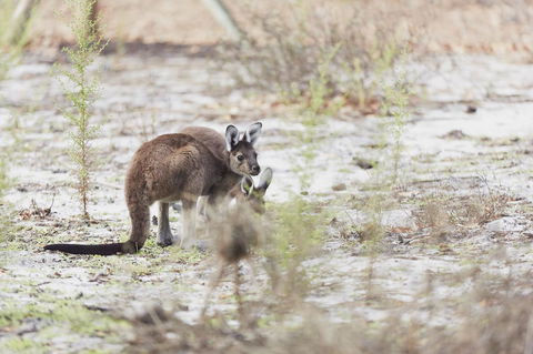 Eight Willows Retreat - Kempsey Accommodation 32