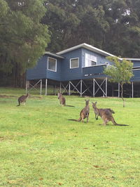 Book Denmark Accommodation Vacations Kempsey Accommodation Kempsey Accommodation