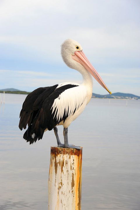 Hotel Nelson - Kempsey Accommodation 29