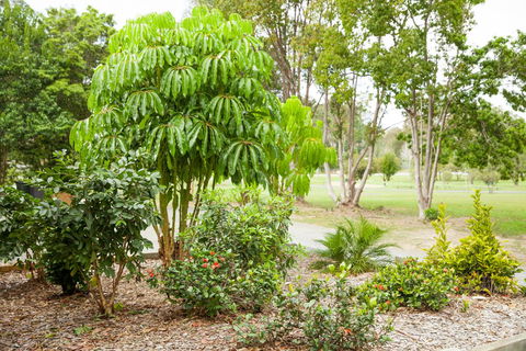 Kempsey Rose Motor Inn - Kempsey Accommodation 42