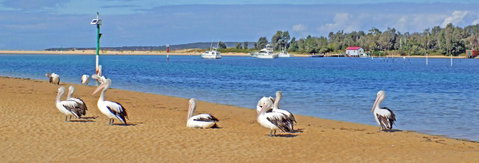 Pelican Motor Inn - Kempsey Accommodation 29