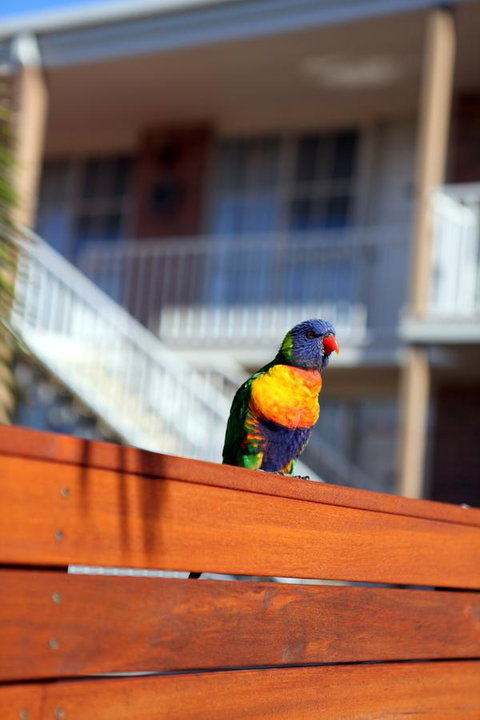 Summerhill Motor Inn - Kempsey Accommodation 30