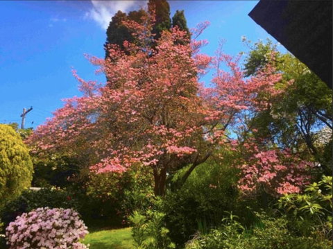 Dangal Gardens - Kempsey Accommodation 27