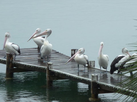 Pelican H2O One & Two Bedroom Apartments - Kempsey Accommodation 6