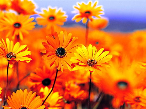 Beaches Serviced Apartments - Kempsey Accommodation 31