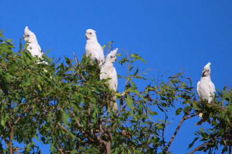 Aurora Kakadu Lodge - Kempsey Accommodation 9