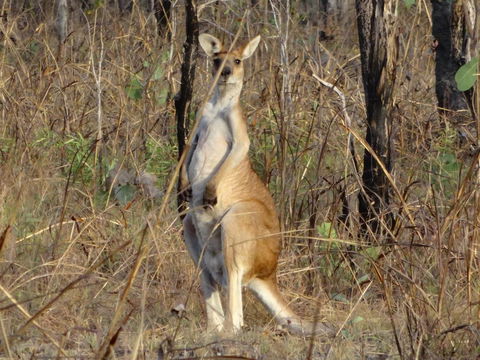 Mount Bundy Station - Kempsey Accommodation 41