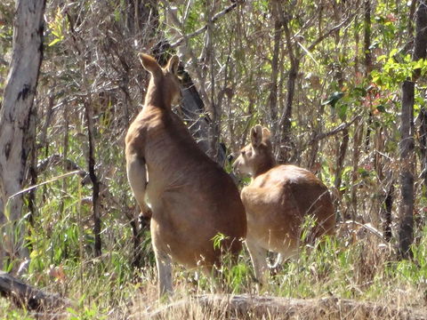 Mount Bundy Station - Kempsey Accommodation 40