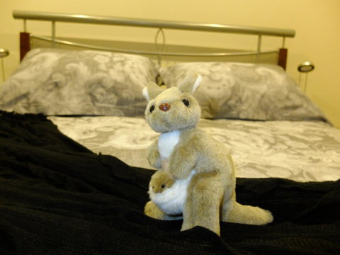 Rock Wallaby - Kempsey Accommodation 17