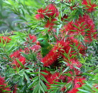 Bottlebrush B  B - Kempsey Accommodation