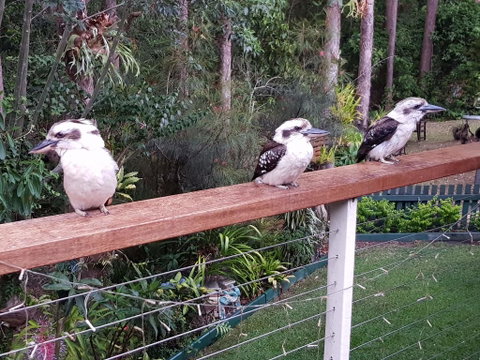 Buderim Forest Hideaway - Kempsey Accommodation 1