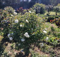 Carisbrook Country Retreat Motel - Kempsey Accommodation
