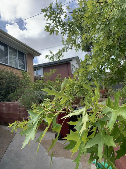Comfortable Homestay - Kempsey Accommodation 1