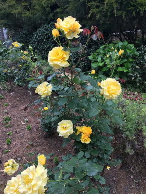 Coolajarra B&B - Kempsey Accommodation 1