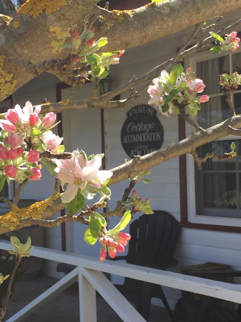 Coonawarra's Pyrus Cottage - Kempsey Accommodation 3