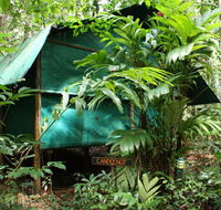 Daintree Crocodylus - Kempsey Accommodation