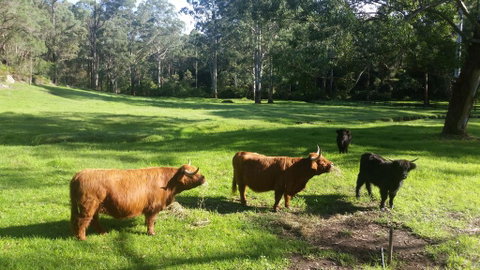 Dingley Dell - Kempsey Accommodation 0