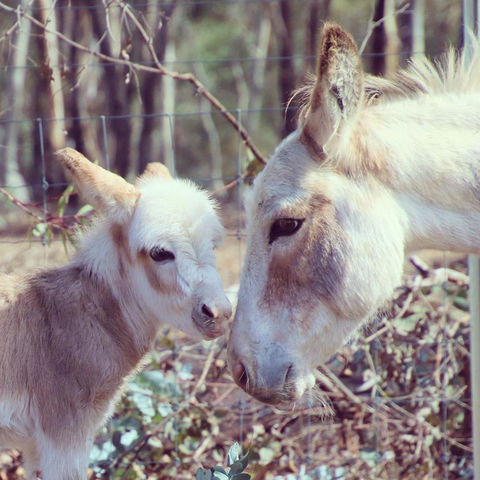 Donkey Tales Farm Cottages - Kempsey Accommodation 3