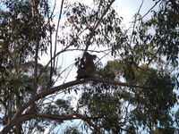 Book Haden Accommodation Vacations Kempsey Accommodation Kempsey Accommodation