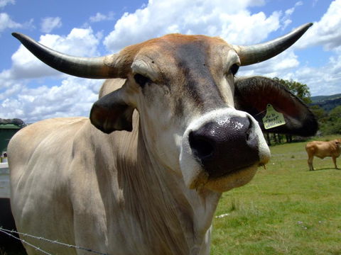 Escape To The Country - Enjoy The Firepit Or Explore Magical Bunya Mountains - Kempsey Accommodation 2