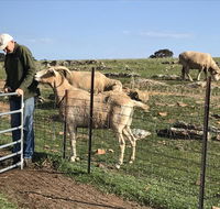Gilgraves Vineyard Farmstay - Kempsey Accommodation