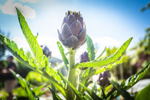 Gracefield Estate - Kempsey Accommodation 1